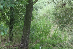 2010-rybnik-horejsi004