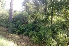 2010-rybnik-zabovna001